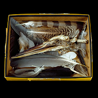 Great Blue Heron Skull and Feathers