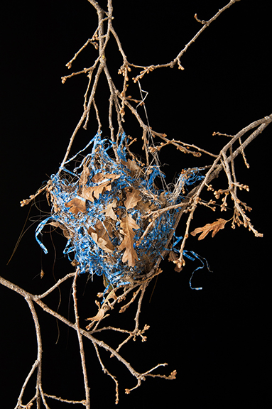 Nest With Blue 1/20