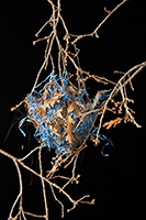 Nest With Blue