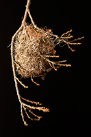 Nest With Lines