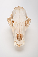 The Find: Skull #13  1/10