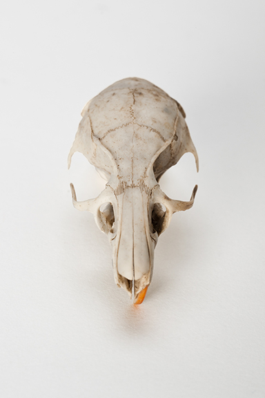 The Find: Skull #14  1/10