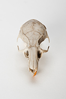 The Find: Skull #14  1/10
