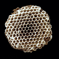 Paper Wasp Nest  1/20
