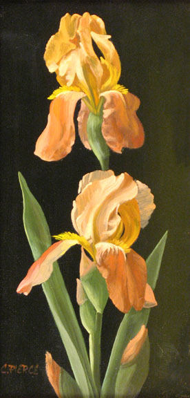 irises