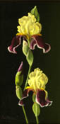 Iris From the Garden