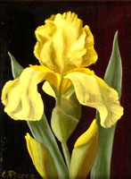 yellow iris