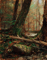 Forest Interior