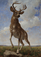 Open Plains Study