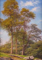 Trees In Summer
