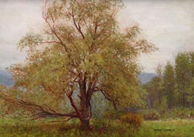 Willow In Rain