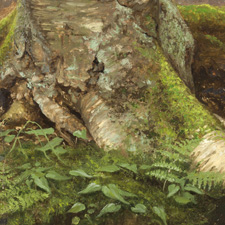 Yellow Birch and Moss
