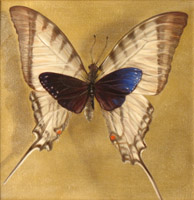 Butterfly Study in Blue