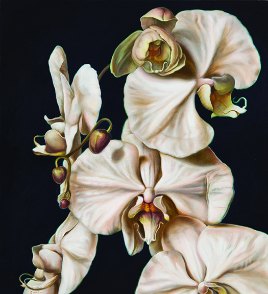 Orchid Oasis
