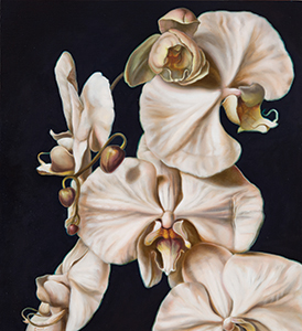 Orchid Oasis