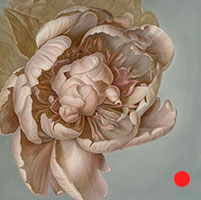 Peony