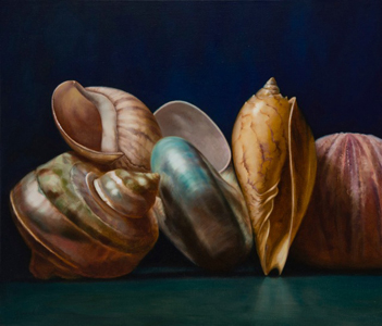 Shell Congregation