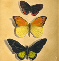 Butterlfies in Yellow and Orange