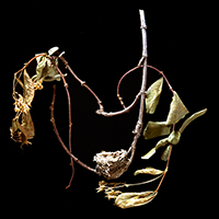 Anna's Nest on Jasmine Vines