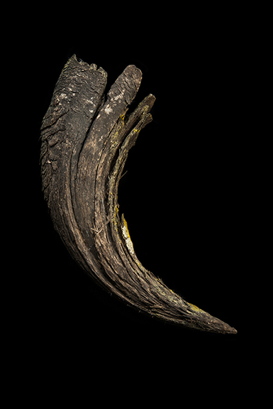 The Find: Bison Shed  1/10