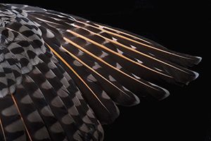 The Find: Colaptes cafer IV  1/10