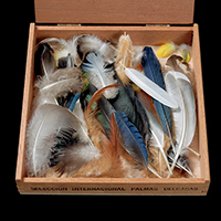 Cuban Cigar Box Feathers   8/20