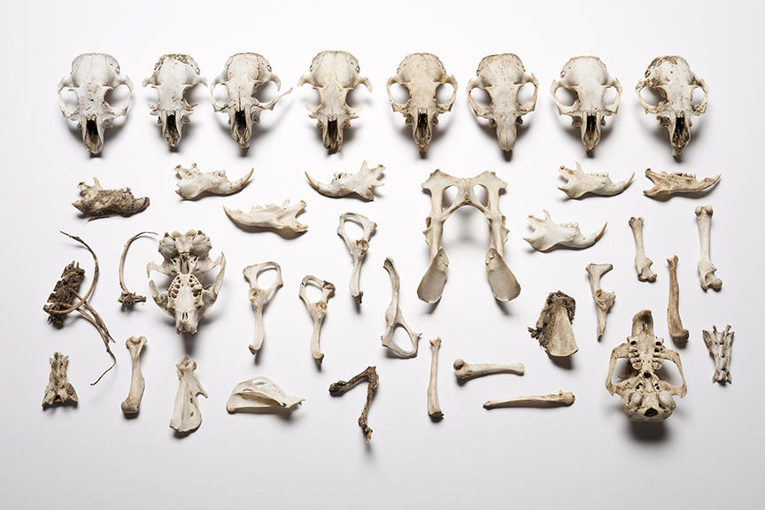 The Find: Cynomys ludovicianus 1/10