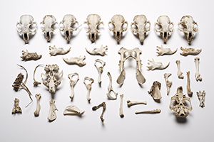 TThe Find: Cynomys ludovicianus 1/10