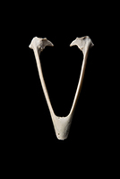 he Find: Eagle Bill 1/10