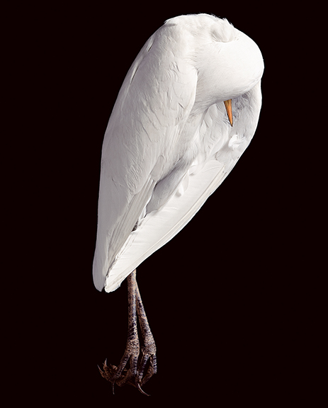 Egret