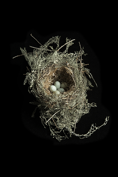 Nest: House Finch with Eggs  1/10