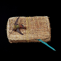 Hummingbird On Grass Box