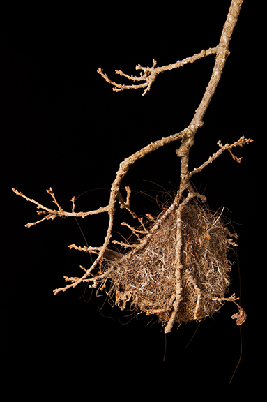 Nest With Horse Hair 2/20