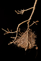 Nest With Horse Hair