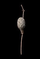 The Find: Pod IIIa  1/10