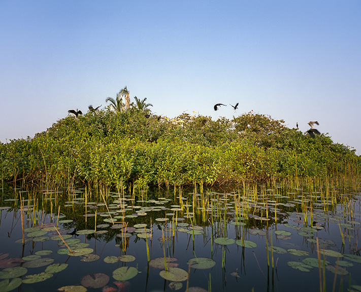Okavango Rookery