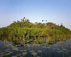 ROkavango Rookery