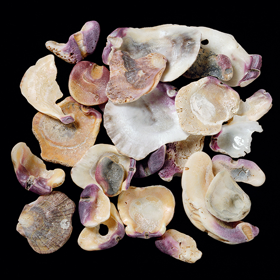 Scallop Collection 1/20