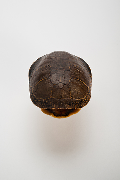 The Find: Chyserys picta Over 1/10