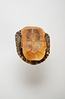 The Find: Turrle Shall b/10