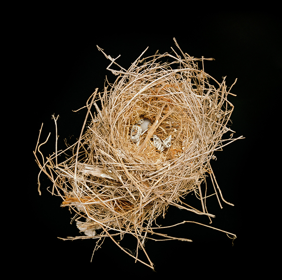 Nested Siblings 2/20