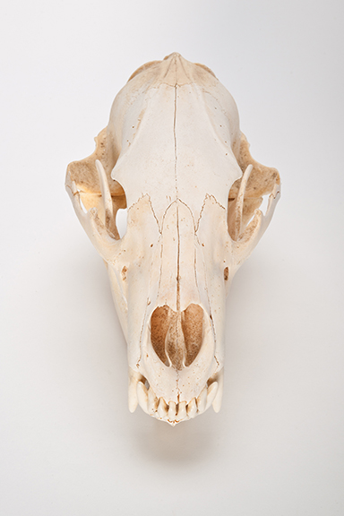 The Find: Skull #13  1/10