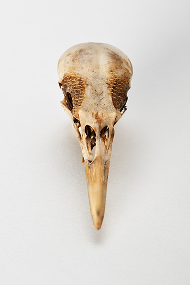 The Find: Skull #15 1/10