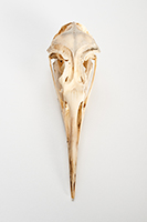 The Find: Skull #1  1/10