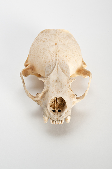 The Find: Skull #3 1/10