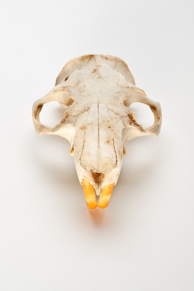 The Find: Skull #5 1/10