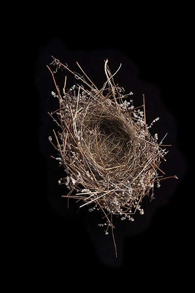 Nest: Spotted Towhee  1/10