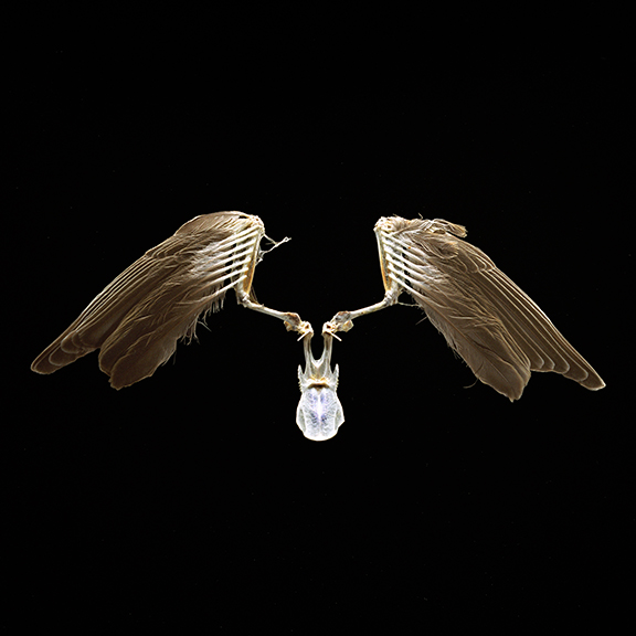 Winged Victory  2/20