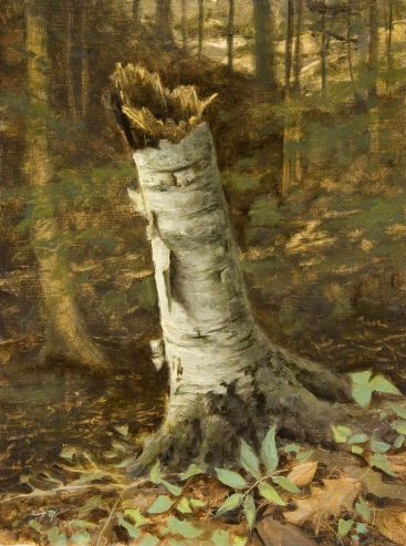 Birch Stump, Devil's Kitchen