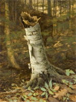Birch Stump, Devil's Kitchen